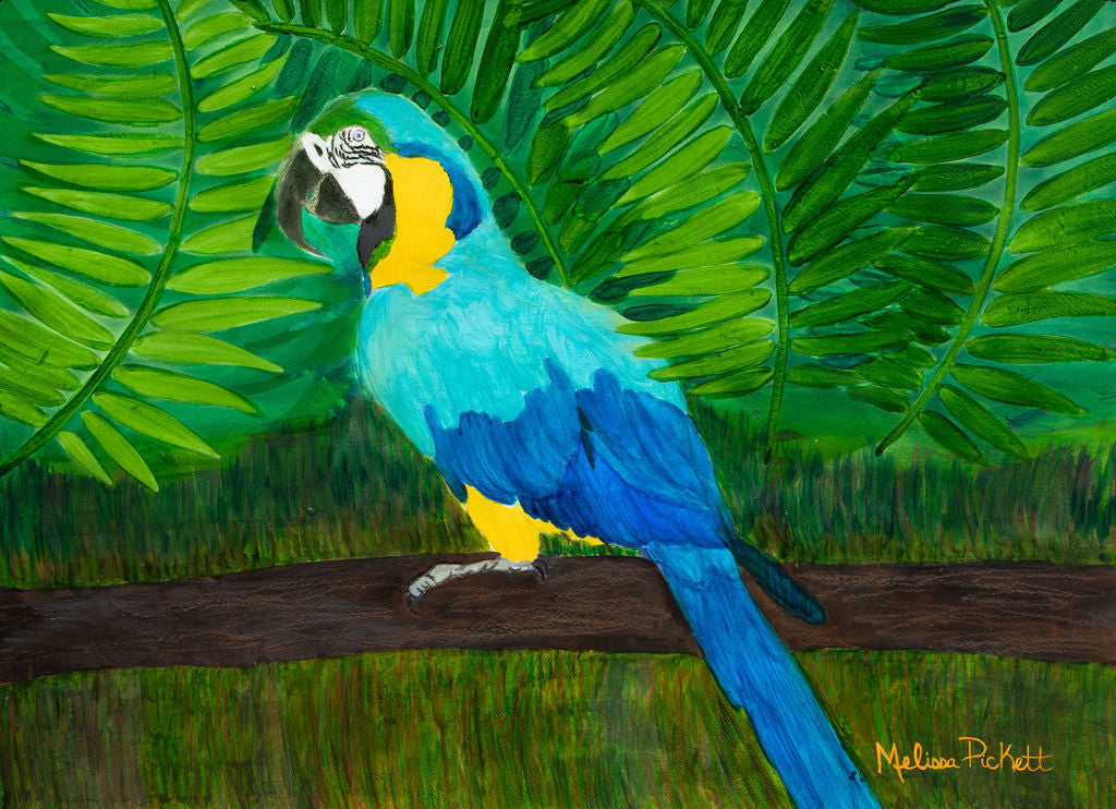 Blue & Gold Macaw