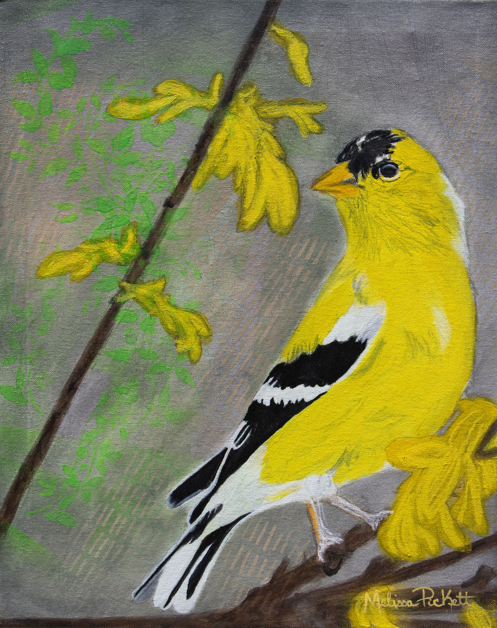 Yellow Finch