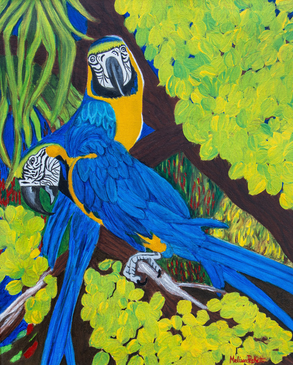 Two Blue & Gold Macaws